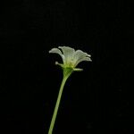 Parnassia nubicola عادت