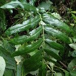 Coniogramme africana Hoja
