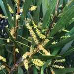 Acacia longifolia Blad