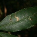 Bonafousia macrocalyx