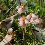 Vaccinium vitis-idaeaFiore