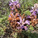 Phelipanche arenaria Fleur