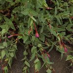 Epilobium glaberrimum Hábito