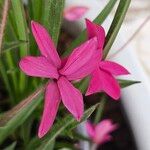 Hypoxis baurii Flower