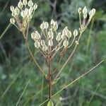 Arnoglossum plantagineum Habit