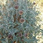 Phlomis purpurea Листок