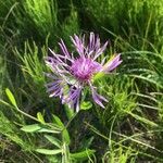 Centaurea phrygia 花