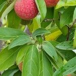 Cornus capitata Folha