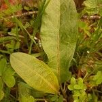 Rumex pulcher Leaf