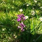 Anacamptis morioFlower