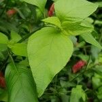 Justicia brandegeeana Hoja