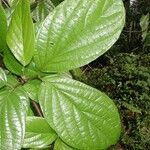 Amphilophium magnoliifolium Leaf