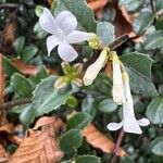 Osmanthus delavayi Blüte