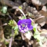 Hepatica nobilisFlower