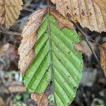 Carpinus orientalis Blad