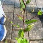 Epilobium montanumFeuille