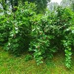 Leycesteria formosa Habitus