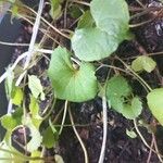 Centella asiatica Blad