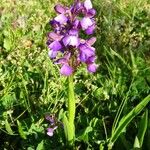 Anacamptis morio Habit