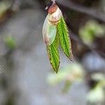 Corylopsis pauciflora Fulla