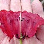 Rhododendron cerasinum Flower