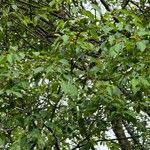 Amelanchier arborea List