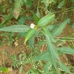 Alternanthera philoxeroides Leaf
