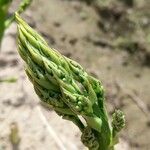 Asparagus officinalis Leaf