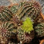 Echinocereus viridiflorus Pokrój