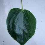 Tilia × euchlora Leaf