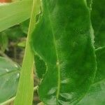 Drymonia serrulata 葉