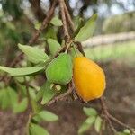 Eugenia pyriformis Fruit