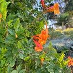 Tecoma fulva Cvet