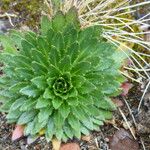 Draba jorullensis Leaf