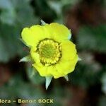 Geum reptans Flower