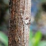 Rhododendron simsii Bark