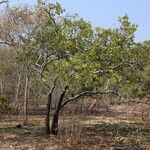 Diospyros batocana Habit