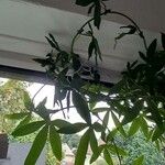 Passiflora edulis Lehti