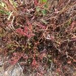 Rumex bucephalophorus Flor