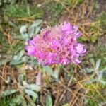 Armeria alpina Other