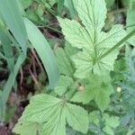 Geum macrophyllum Blatt