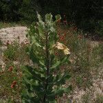 Asclepias arenaria Habit