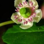 Chimaphila umbellata 花