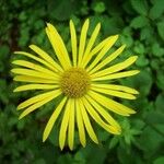 Doronicum columnae Květ