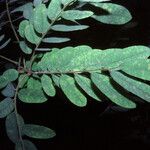 Machaerium quinata Leaf