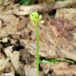 Allium tricoccum Feuille