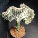 Euphorbia lactea പുഷ്പം