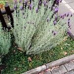 Lavandula stoechas Habitus