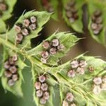 Polystichum sinense Fruto