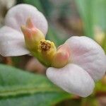 Euphorbia lophogona Fleur